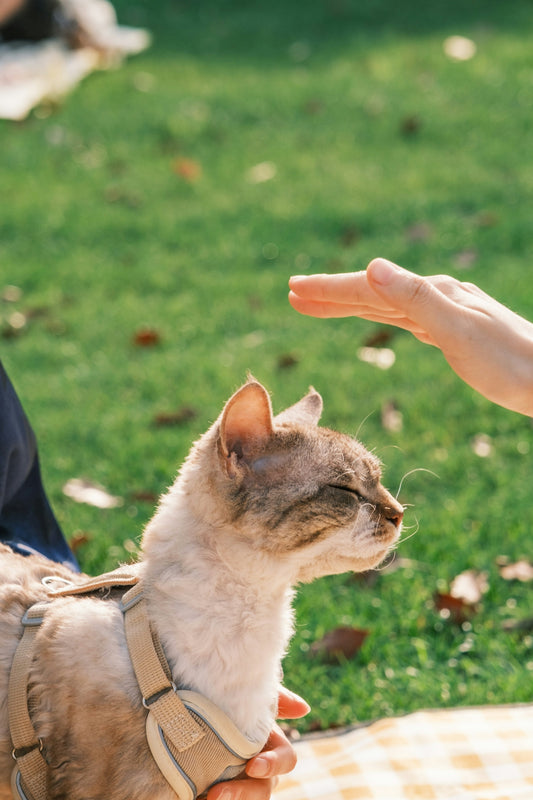 A cat wearing a harness is petted outdoors