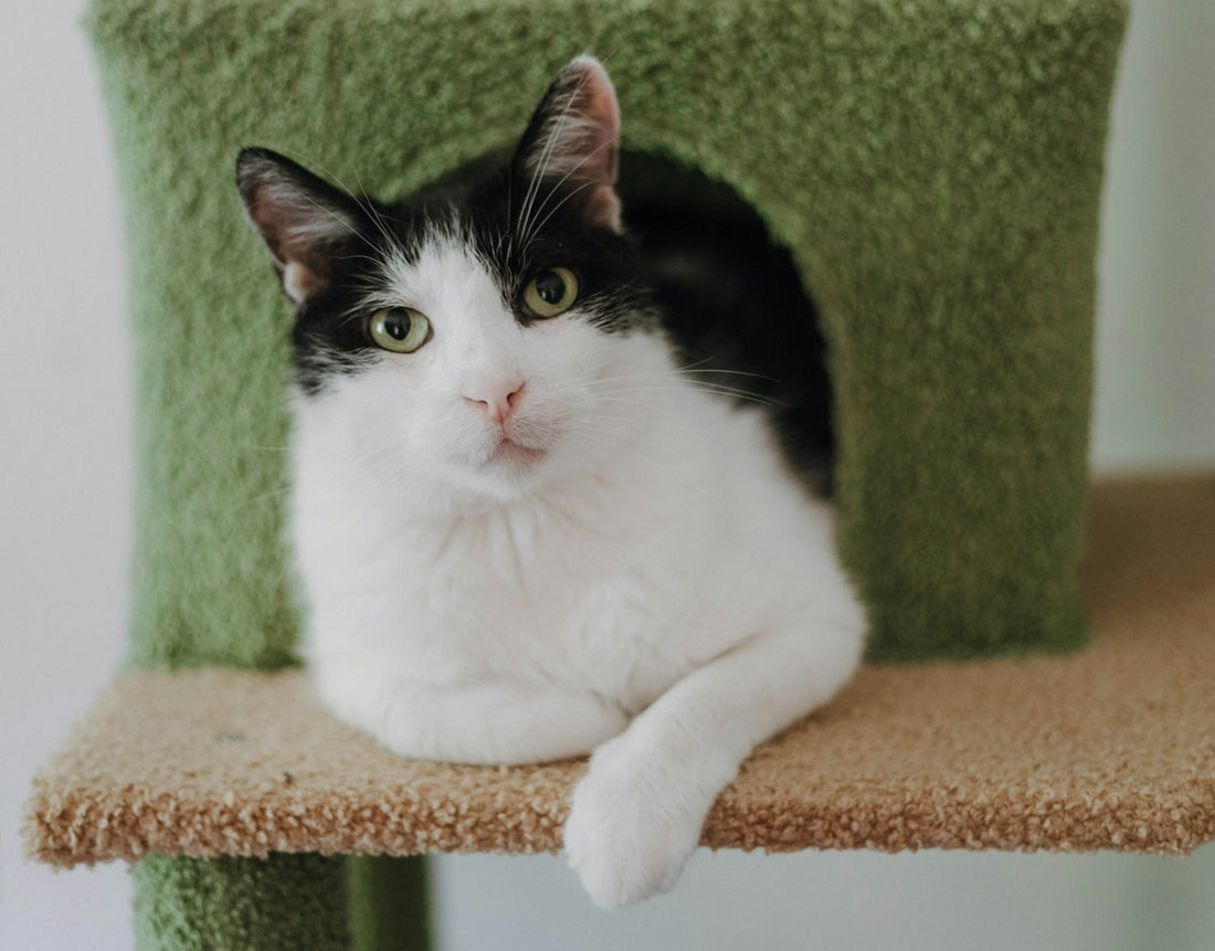 Black and white cat sitting on a carpeted cat tree