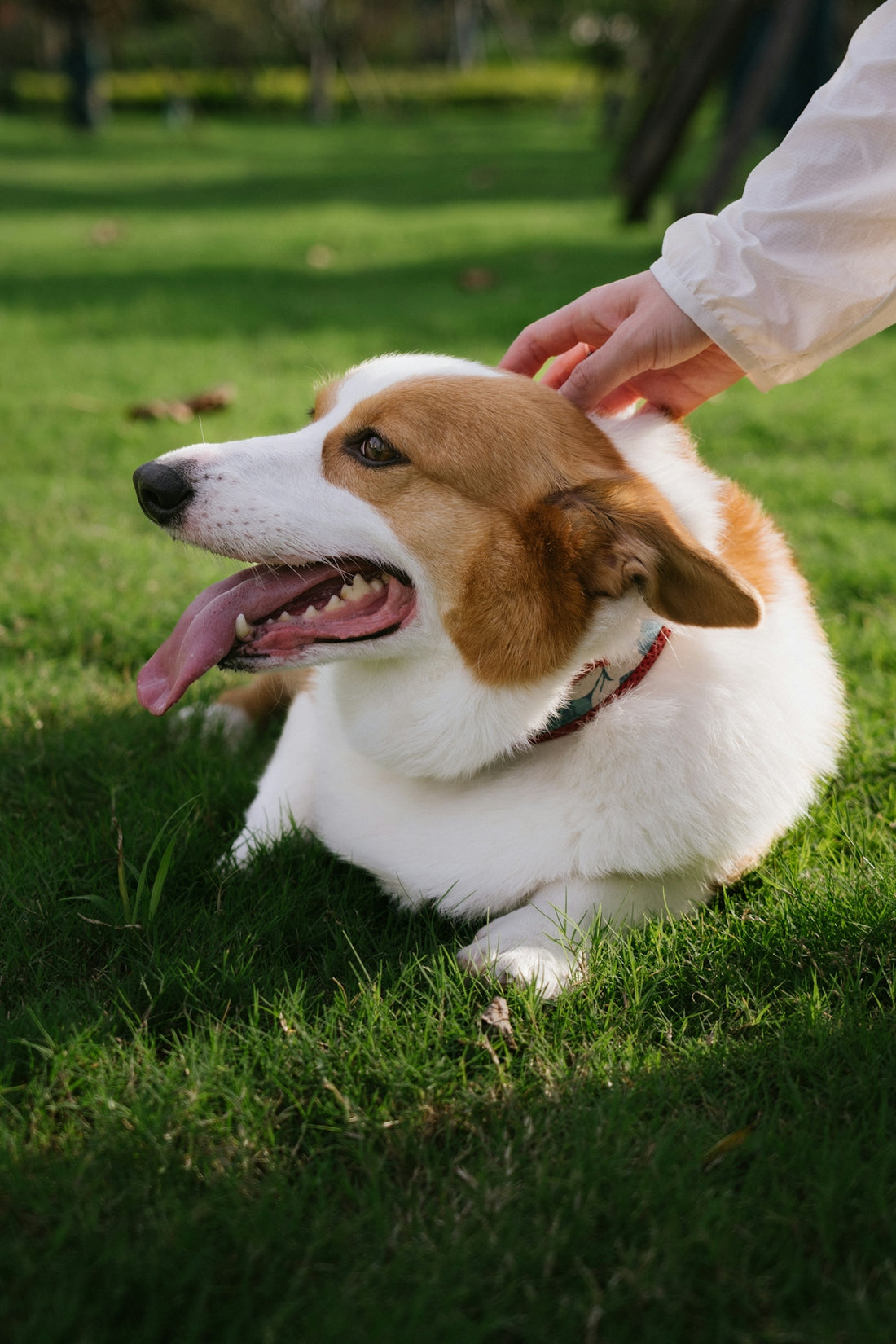 A person petting a brown and white corgi on green grass