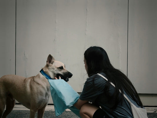 A woman crouching to pet a tan dog wearing a blue collar