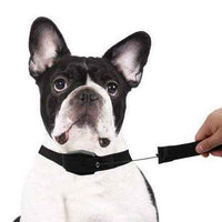 2 in 1 Retractable Leash & Collar