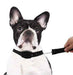 2 in 1 Retractable Leash & Collar